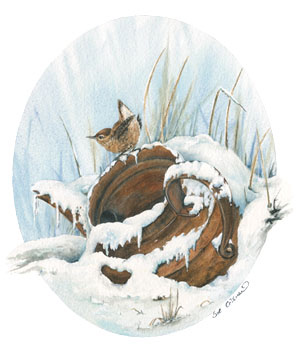Winter Wren