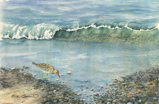 Sandpiper
