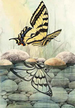 Butterfly Reflection