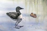 Loon & chicks