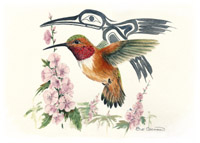 Rufus Hummingbird