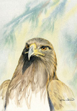 Golden Eagle