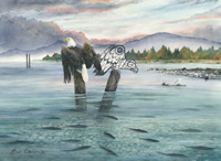 Eagle & Salmon Run