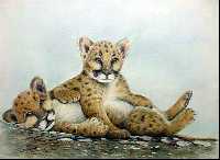 Cat Fight