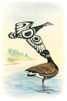 Brant Goose