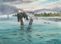 Eagle & Salmon run