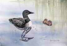 Loon & Chicks