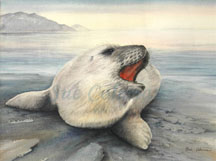 Sea Lion Pup