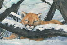 Sleeping Cougar