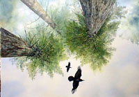 Tree tops