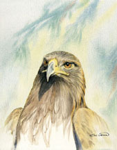 Golden Eagle