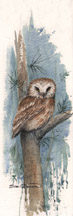 Little Hoot